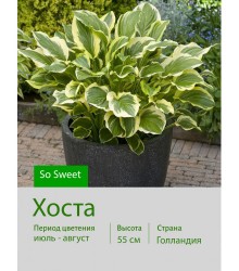 Хоста So Sweet