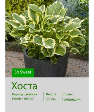 Хоста So Sweet