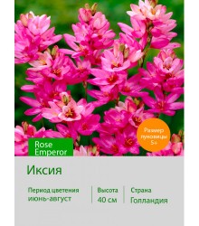 Иксия Rose Emperor