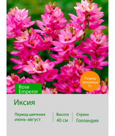 Иксия Rose Emperor