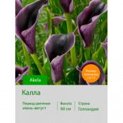 Калла Akela