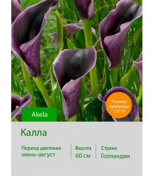 Калла Akela