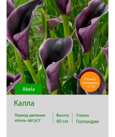 Калла Akela
