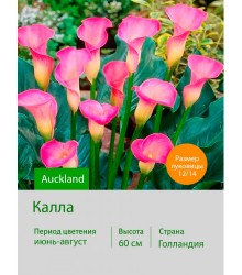 Калла Auckland