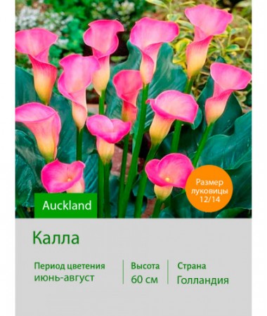 Калла Auckland
