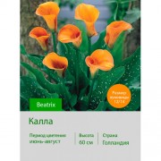 Калла Beatrix
