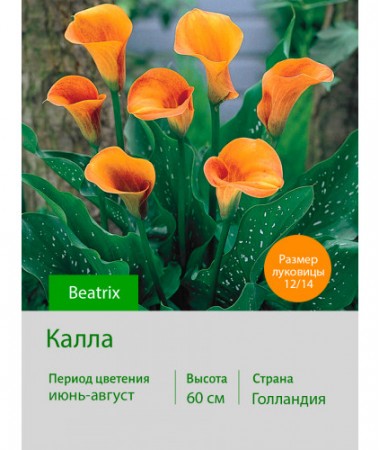 Калла Beatrix
