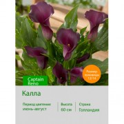 Калла Captain Reno