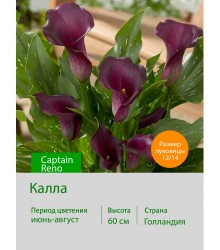 Калла Captain Reno