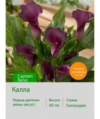 Калла Captain Reno