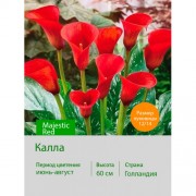 Калла Majestic Red