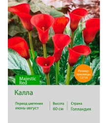 Калла Majestic Red