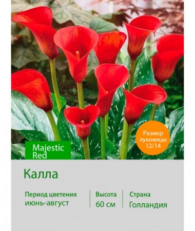 Калла Majestic Red