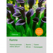 Калла Odessa