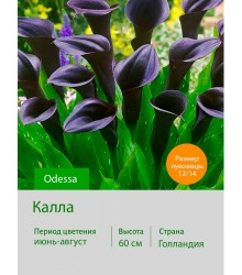 Калла Odessa