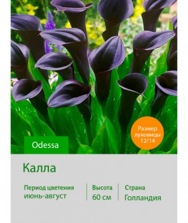 Калла Odessa
