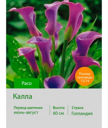 Калла Paco