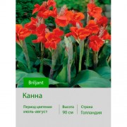 Канна Briljant