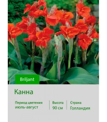 Канна Briljant