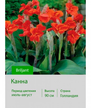 Канна Briljant