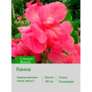 Канна Crimson Beauty