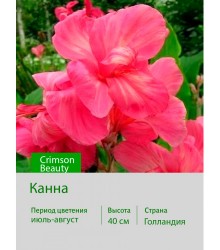 Канна Crimson Beauty Канна Crimson Beauty