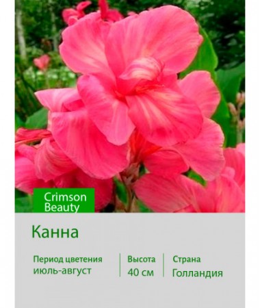 Канна Crimson Beauty