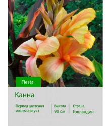 Канна Fiesta Канна Fiesta