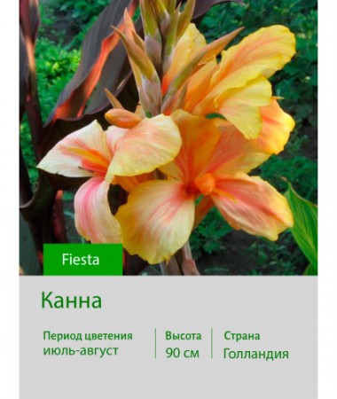 Канна Fiesta