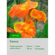 Канна Mr Crozy