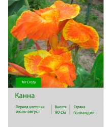 Канна Mr Crozy Канна Mr Crozy