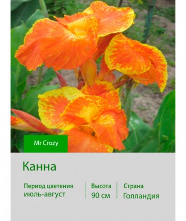 Канна Mr Crozy