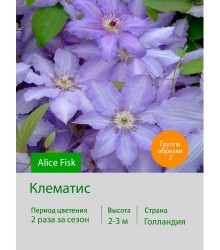 Клематис Alice Fisk Клематис Alice Fisk