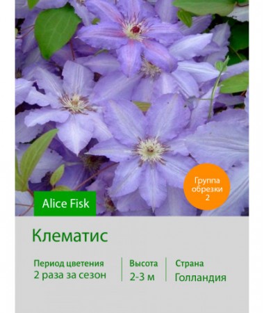 Клематис Alice Fisk