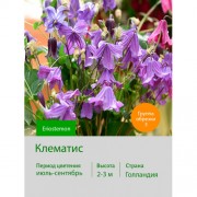 Клематис Eriostemon