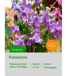 Клематис Eriostemon Клематис Eriostemon