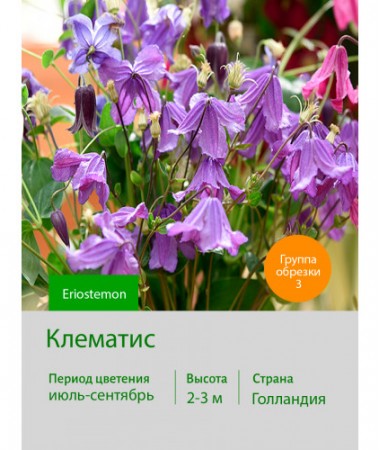 Клематис Eriostemon