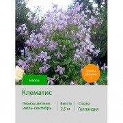 Клематис Hanna
