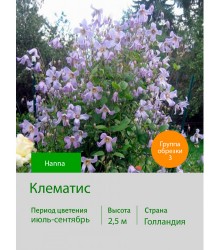 Клематис Hanna Клематис Hanna