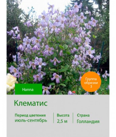 Клематис Hanna