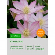 Клематис Etoile Nacree