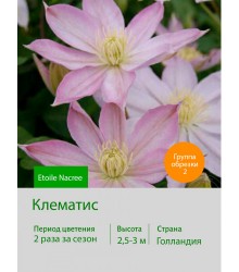 Клематис Etoile Nacree Клематис Etoile Nacree