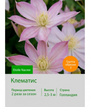 Клематис Etoile Nacree