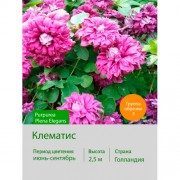 Клематис Purpurea Plena Elegans