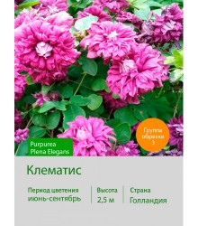 Клематис Purpurea Plena Elegans Клематис Purpurea Plena Elegans
