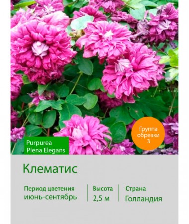 Клематис Purpurea Plena Elegans