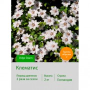 Клематис Valge Daam
