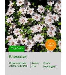 Клематис Valge Daam Клематис Valge Daam