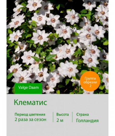 Клематис Valge Daam