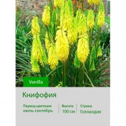 Книфофия Vanilla